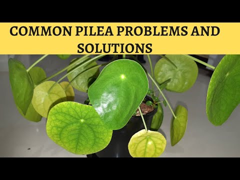 Pilea Peperomioides TOP 5 Problems and Fixes