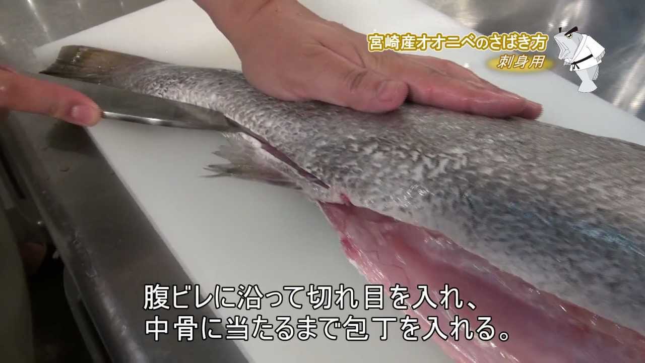 ニベとはどんな魚 その特徴や釣り方から美味しい食べ方まで解説 暮らし の