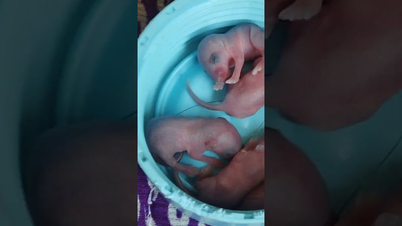 3 4 Days Old Mouse Pups Newguest Baby Mousebaby