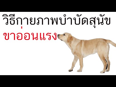 วิธีกายภาพบำบัดสุนัข ขาอ่อนแรง สุนัขขาหลังอ่อนแรง สุนัขไม่มีแรง ไม่กินอาหาร โกลเด้น ขาหลังไม่มีแรง