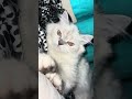#cats #capcut #funnyshorts #fyp #bahrainlife #pets #straya