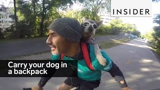 backpack to put your dog in