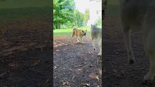 who will be the champion??? #dog #funny #akita #humor #battle #funnyshorts #shorts #cute #akita