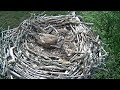 Bywyd gwyllt glaslyn wildlife  ffrwd byw  live stream