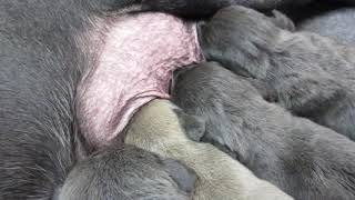 2 Week Old Cane Corso Puppies - Winter's Litter by Shipley Cane Corso 5,334 views 3 years ago 1 minute, 21 seconds