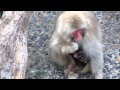 サル山:「おっと危ない」(ニホンザル)@上野動物園 / "Help, mommy !!", Japanese macaque(Ueno zoo) - DSCN3056