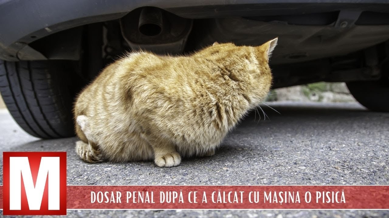 Ultima ora local: Dosar penal in cazul unui sofer care a calcat cu 