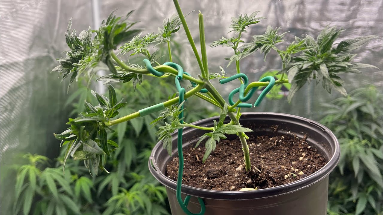 Freakshow Canna Bonsai 🌳🤔?! Having some fun with this freaky girl from Humboldt Co. 6 clones cut