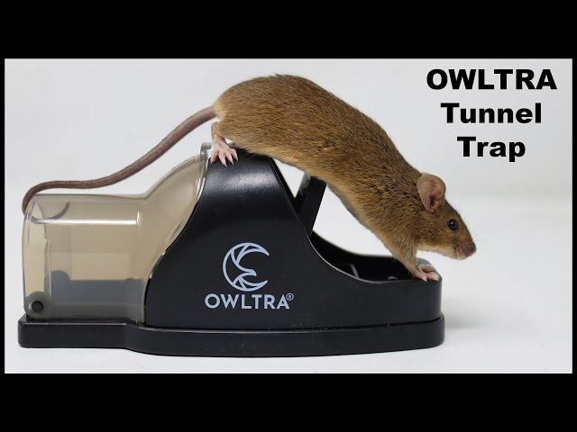 8,000 Volts Of Electricity End A Mouse Home Invasion. The OWLTRA Infrared  Trap. Mousetrap Monday 