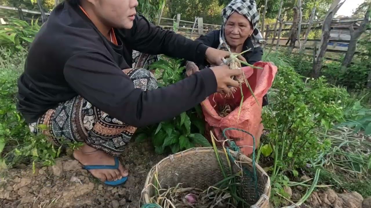 แกงเขียดขาคำใส่หวเตียป่า//ແກງຂຽດຂາຄຳໃສ່ຫົວເຕີຍປ່າ