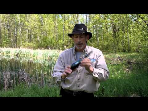 LOON CALL DETAILED