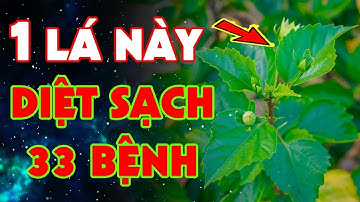 33 Tác Dụng LÁ DÂM BỤT Hóa Ra Đây Là THẦN DƯỢC Phơi Khô Nấu Nước Uống Đi