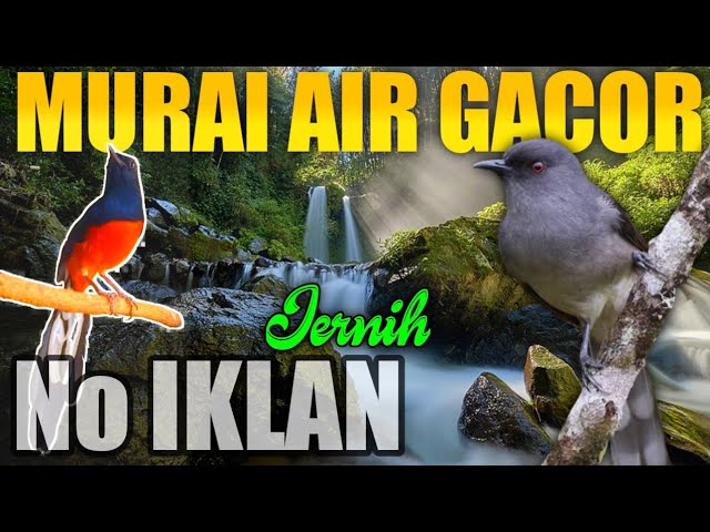 MASTERAN MURAI AIR GACOR (GEMERCIK AIR) TEMBAKAN RAPAT JERNIH class=