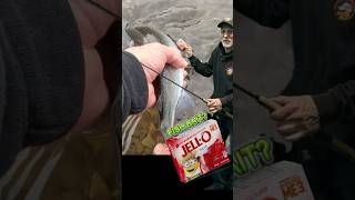 Jello?? For Fishing?