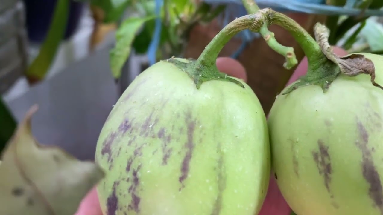 Пепіно. Вирощуємо екзотику разом! Показую стан плодів пепіно на 7 листопада2025 року.