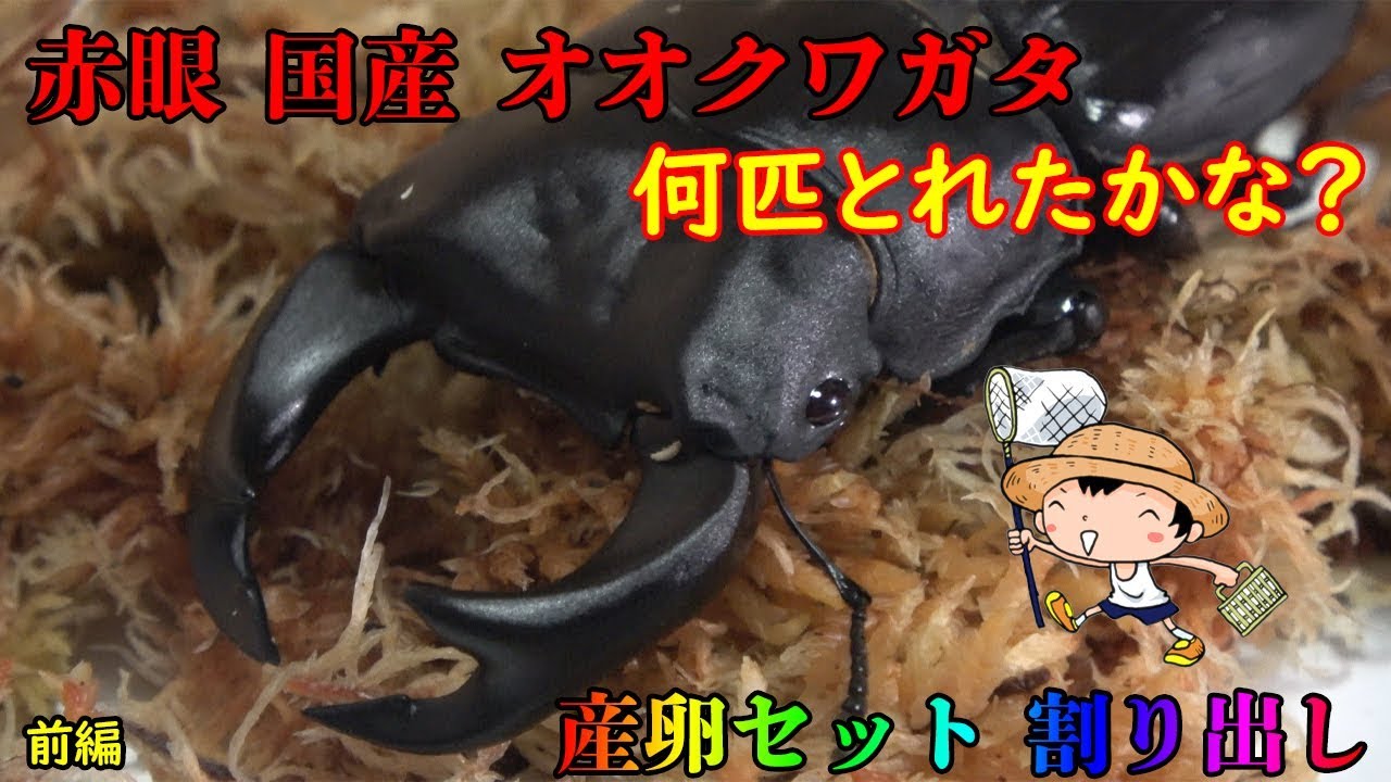 レッドアイ 赤眼 国産 オオクワガタ 産卵セット 割り出し 幼虫 卵 Youtube