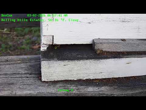 BeeCam from Painted Peacock Manor