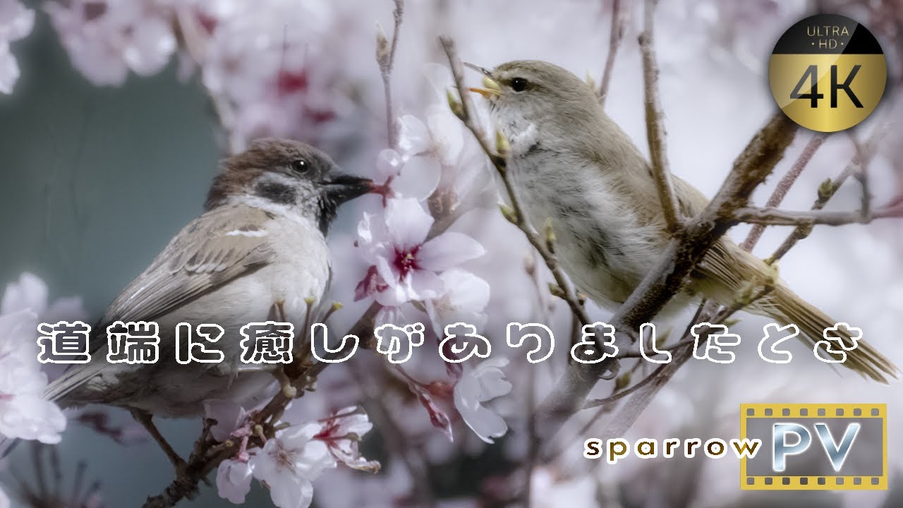 Sparrow Spotting | Birds Singing in a Countryside—Spring’s Charm🍀🐦 - Roadside Tranquility in Japan