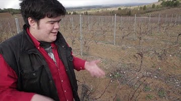 Cane pruning Types of Grapes - Cabernet Sauvignon & Merlot Cane Prune Grapevines