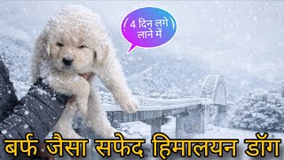 Old line bhotiya dog Searching in Himalayan Sheepdog white colour , Gaddi kutta Uttarakhand Wale