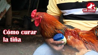 Remedio Para La Tiña En Gallos Cresta Con Hongo Granja San Lucas