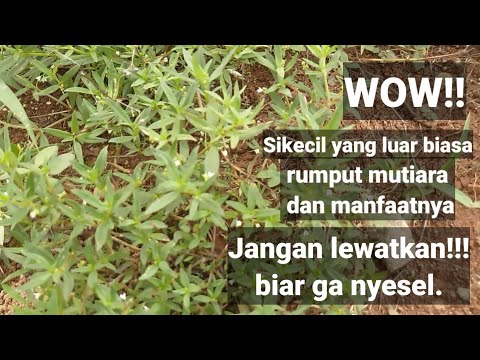 rumput mutiara dan khasiatnya !! Khasiat luar biasa