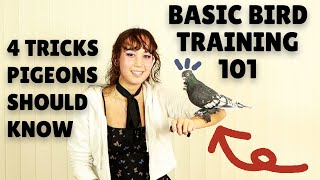 How to TEACH Your Pigeon 4 EASY Tricks | PIGEON BASIC TRAINING 101 by BubblyPetz 16,983 views 1 year ago 8 minutes, 48 seconds