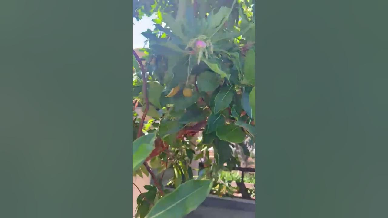 strawberry-tree-facts-youtube