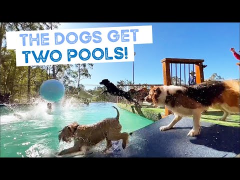 Video: Disse svømminghunder handler om å få deg klar til sommeren moro!