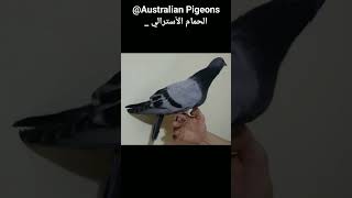 للبيع العمر ٤٧يوم | Age 47 days | pigeons for sale 