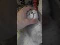 #cat #catlover #cute
