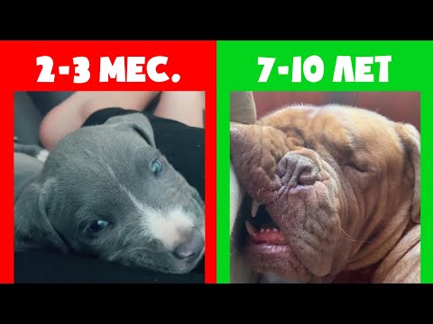 Сколько спят взрослые собаки и щенки. Возрастной фактор