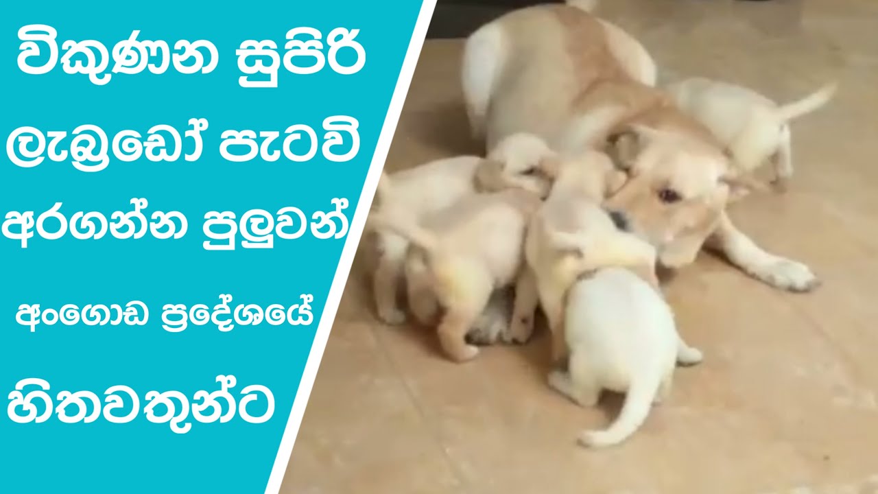 labrador dog puppies for sale in Angoda 18 / ලැබ්‍රඩෝ පැටවි මිලදී ගන්න