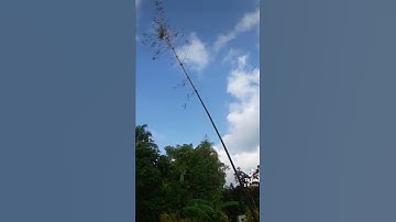 Cây nêu ngày Tết Việt Nam #tet