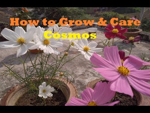 How to Grow cosmos in a Pot/ Cosmos Winter Flower/Total Care & fertilizer  of Cosmos/container garden - thptnganamst.edu.vn