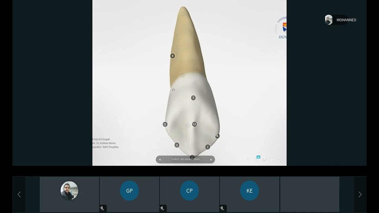 1411 05 Teeth Morphology