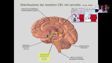 Dove agiscono i cannabinoidi?
