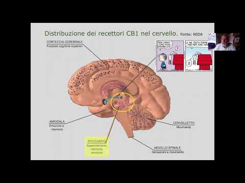 Video: Weed è Un Depressivo, Stimolante O Allucinogeno? Effetti, Rischi, Altro