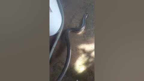 Triệu cá lóc báo con rắn ri voi khủng    #fishing #sanbat #shots