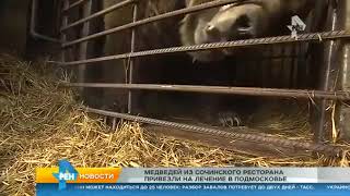 Медведей из сочинского ресторана привезли на лечение в Подмосковье Медведей из сочинского ресторана привезли на лечение в Подмосковье
