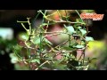 ブーゲンビリアの育て方
