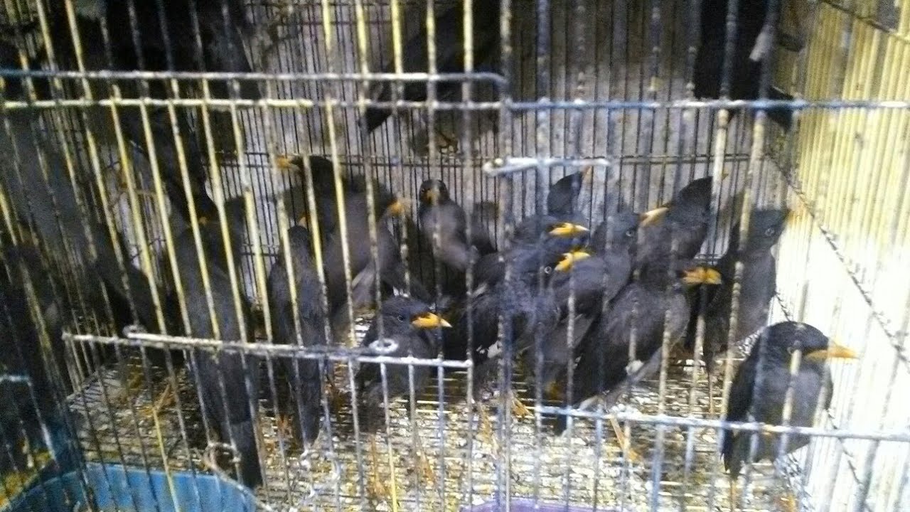 Suara burung jalak kebo koloni, untuk pikat jalak kebo langsung datang