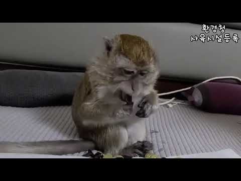 삼순이의 씐나는 포도먹방 Korean Monkey Samsooni Grape Mukbang