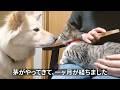 そっと見守るタイプのわんこ