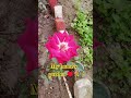 my garden ♥️#flowers #garden #viral #shorts #trending