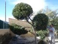 Algunos de los trabajos de Casaña Jardineros, realizados por Juan Carlos Casaña & Company