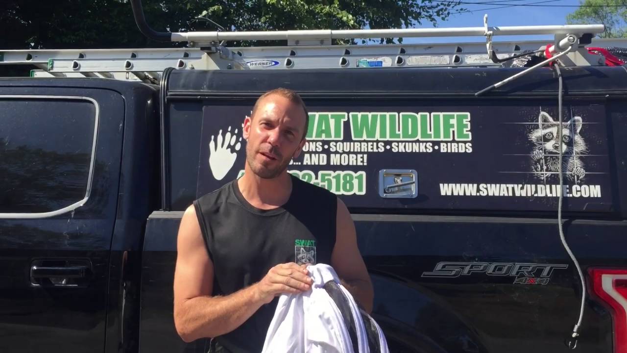 wildlife removal columbus ohio SWAT Wildlife | Wasp removal