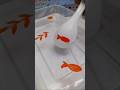 Floating Marker 🐟🧡 | #shorts #viral #trending #shortvideo #viralvideo #trendingshorts  | Rose Savvy