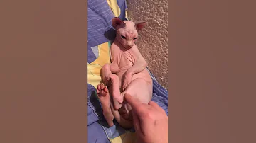 Мой любимый💖Котёнок  лёг спать💫 Сфинксы чудо природы❤️🐈