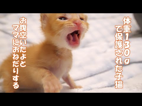お腹が空いた子猫がお腹空いたよとママにおねだりする。【赤ちゃん猫　保護猫】